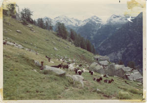 Capre al pascolo presso l'alpe Campo